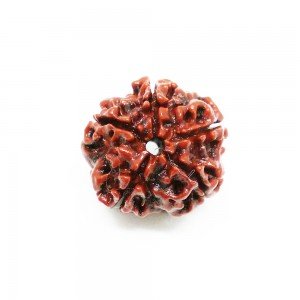 Five Mukhi Rudraksha (Nepal)