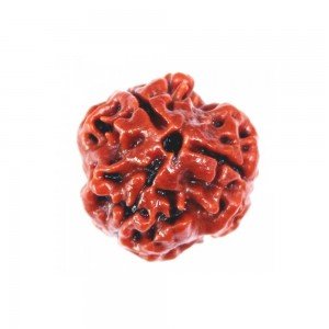 Three Mukhi Rudraksha