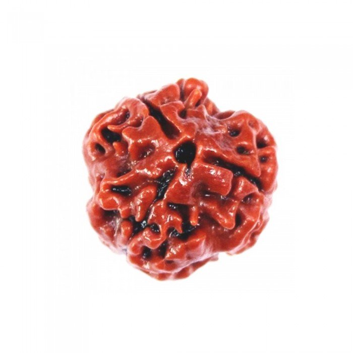 Three Mukhi Rudraksha