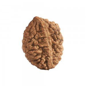 Two Mukhi Rudraksha